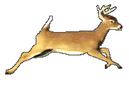 gif-biche