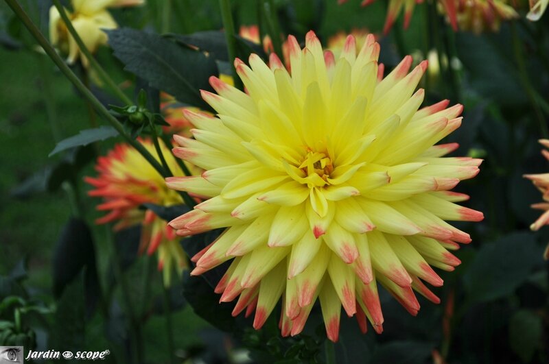 Dahlia-Isadora - photo archives JardinOscope