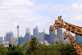 Taronga Zoo