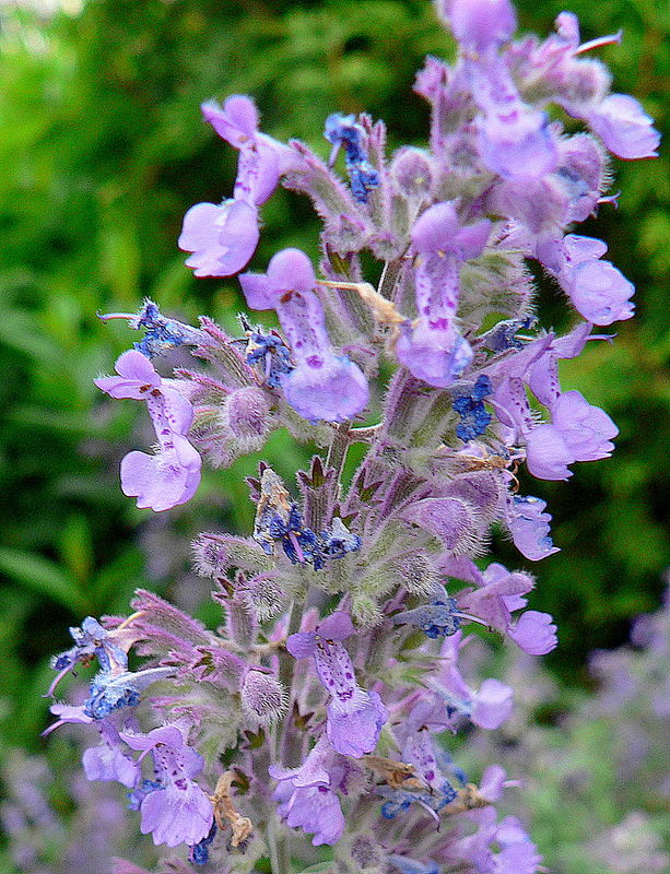 nepeta mussini