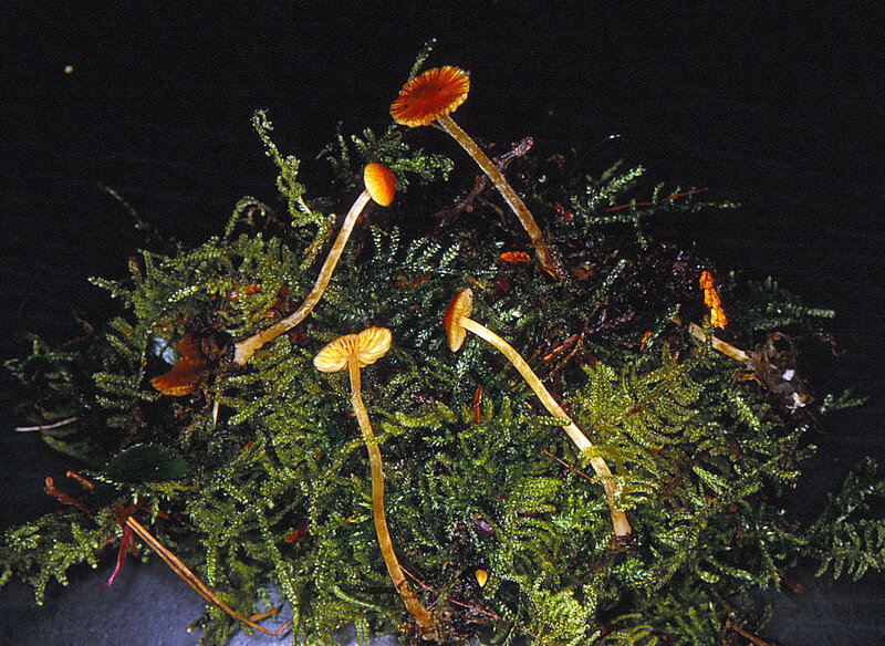 Galerina cf tibiicystis Jôyama I0H 27 1993 1115 (2)