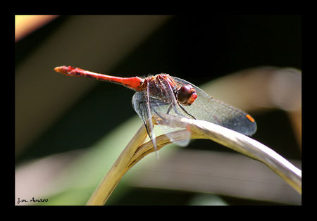 2008_09_Sympetrum_sanguin_01