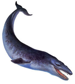 Basilosaurus