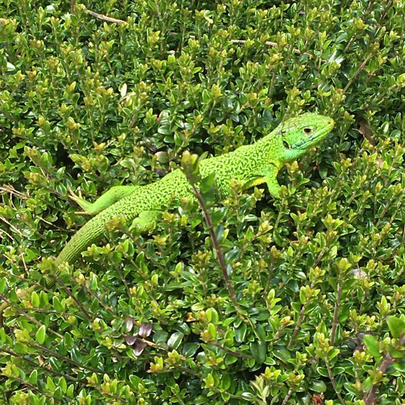 Lézard vert