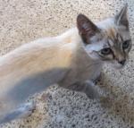 Chaton_002