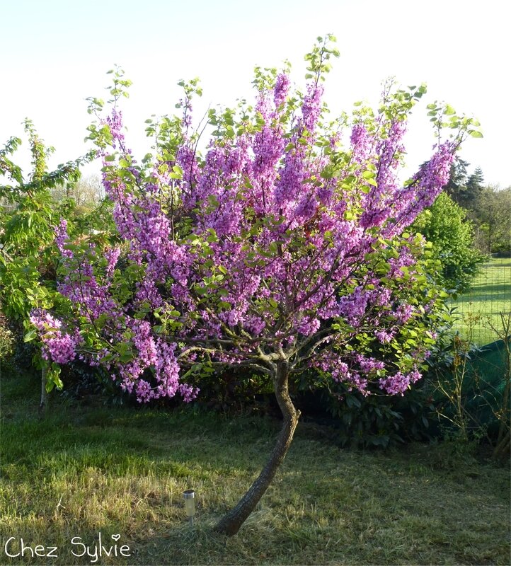 Arbre de Judée 2018