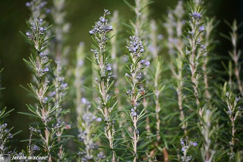 Romarin officinal • Romarinus officinalis Erectus