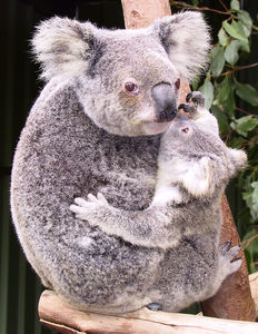 koala_mums