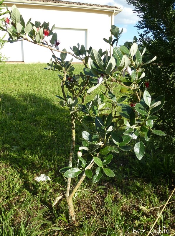 Feijoa01