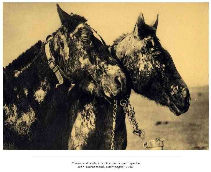 Chevaux gazés