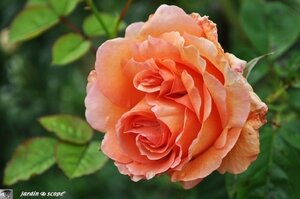 Jardin-François-0030