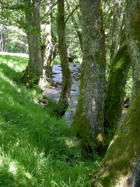 Sancy Artense Mortagne 19