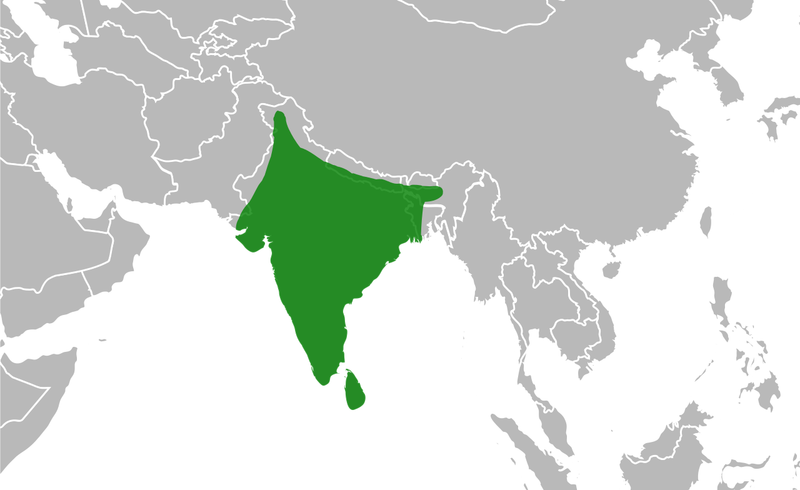 Indian_Peacock_Range