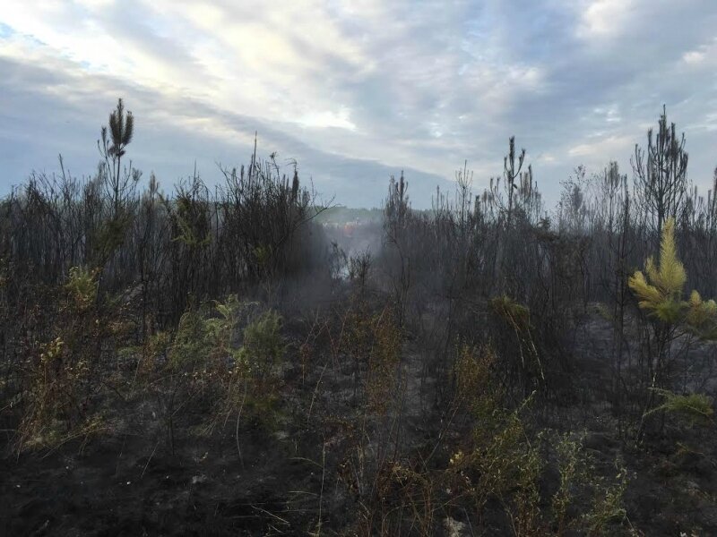 Lacanau incendie de forêt 1
