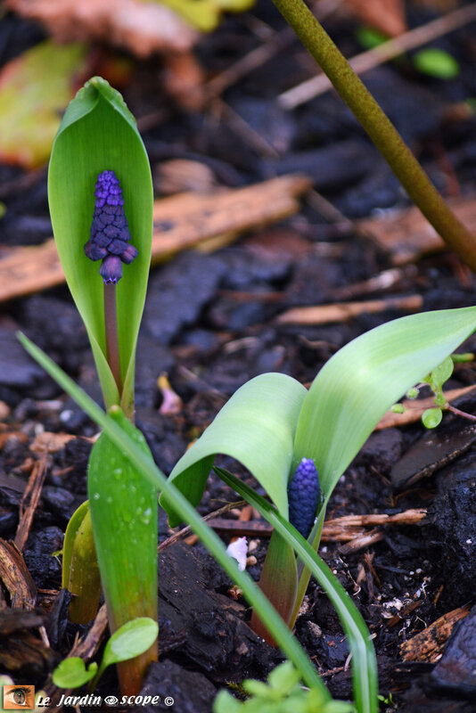 Muscari-latifolium