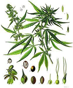 Chanvre (Cannabis_sativa)