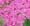 Achillea millefolium 'Lilac Beauty'