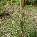 Jardin Passion en Alsace
