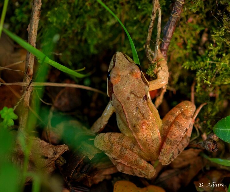 Grenouille rousse - 2