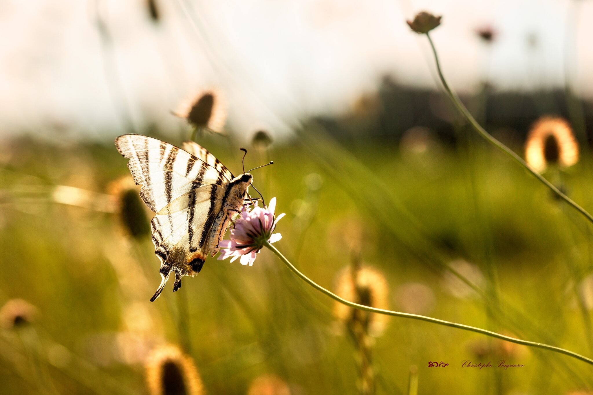 Fleurs d'ailes et de lumière