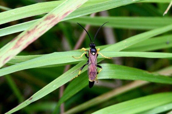 ichneumon