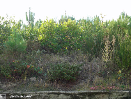 Foret_d_usage