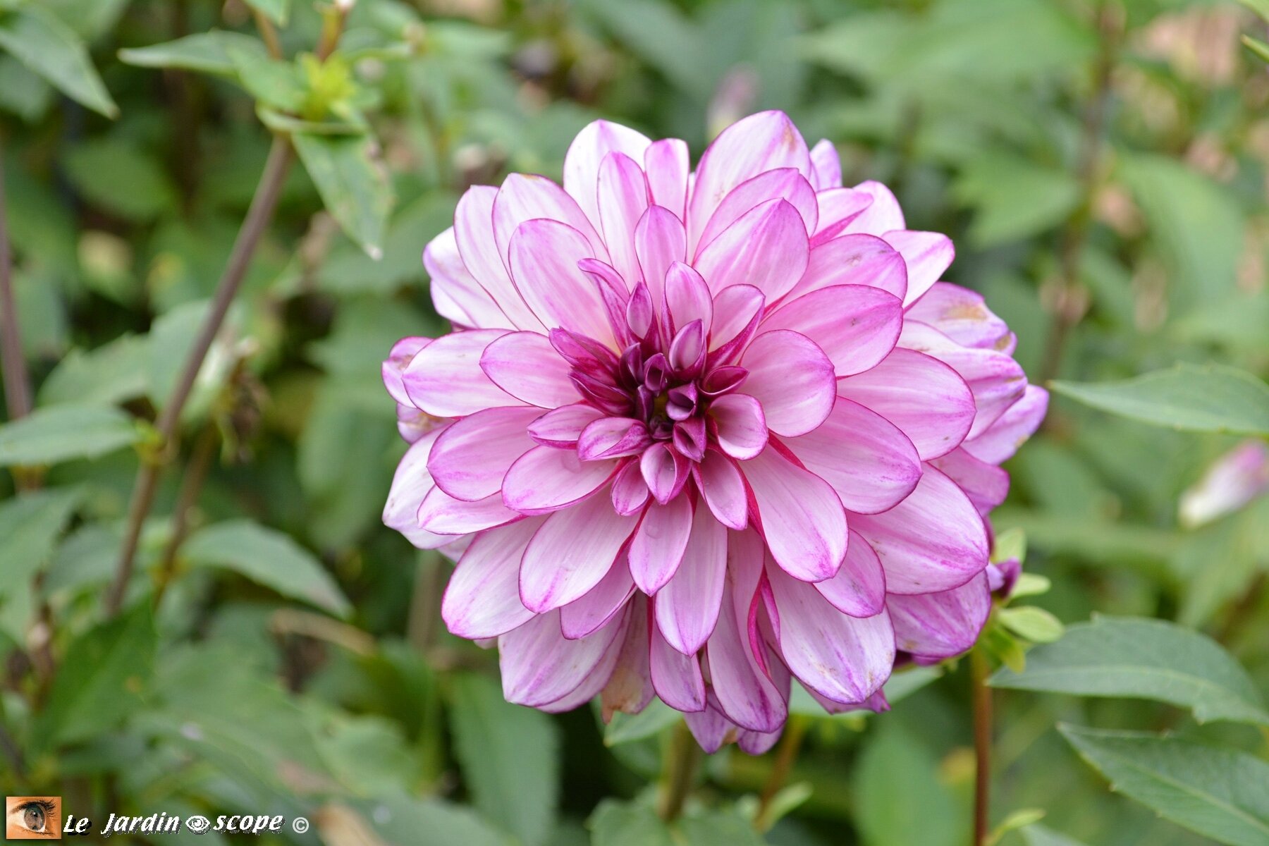 Dahlia-Séduction-(LR)