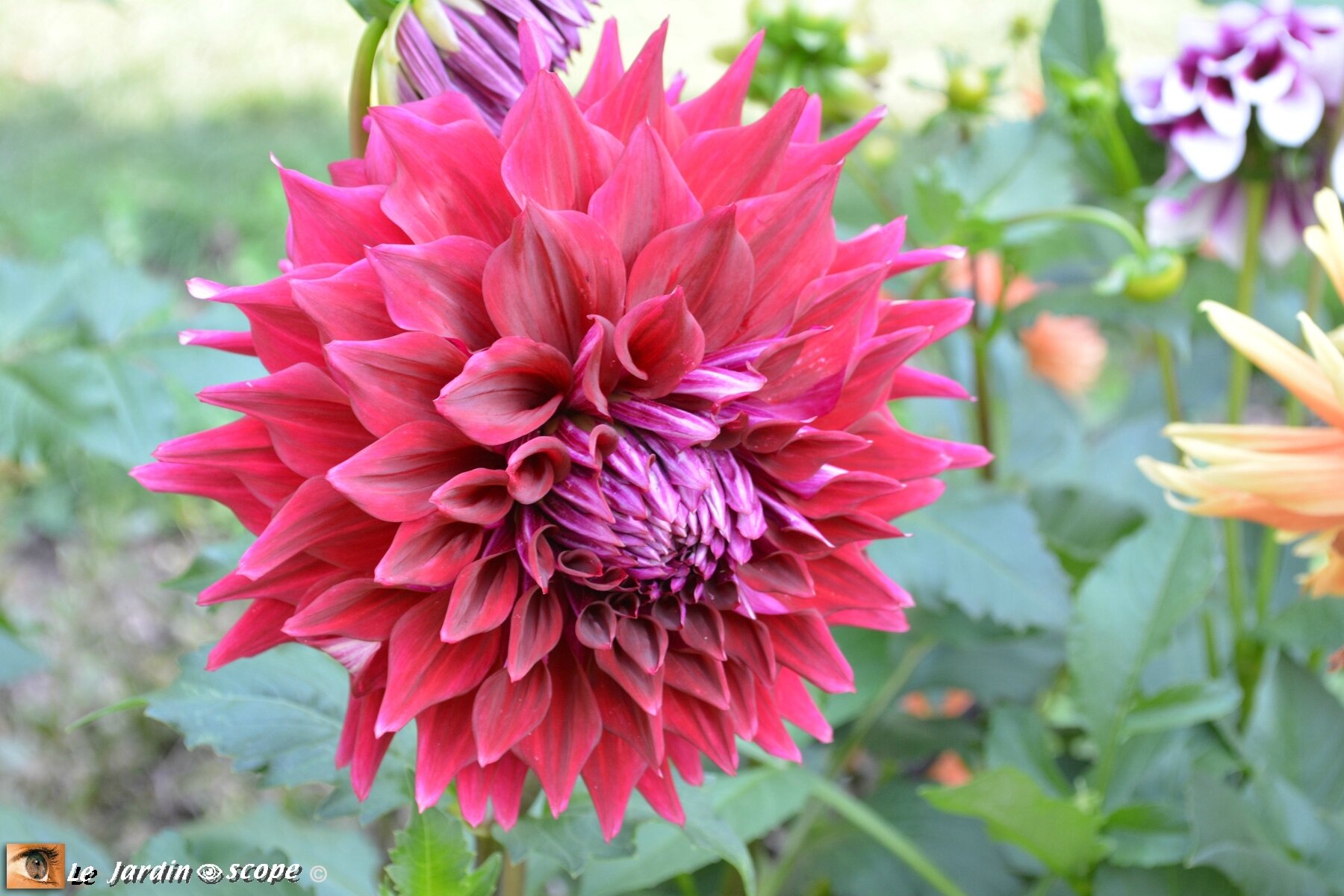 Dahlia-au-Parc-de-Wesserling-1