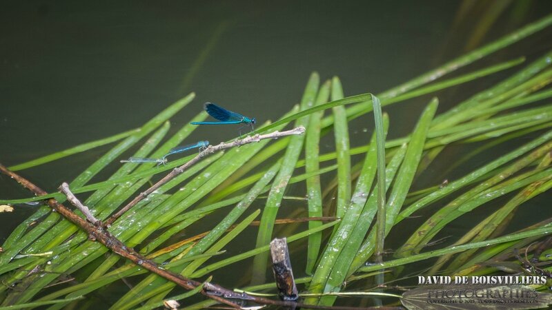 Demoiselles bleues derrière un beau Caloptéryx éclatant