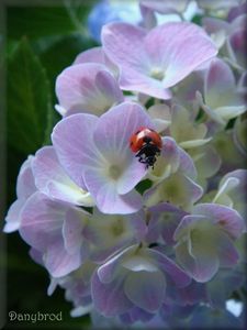 hortensias du jardin2