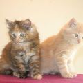 Flori-Hannah et Floréal, les <b>chatons</b> d'Eline et de Domino