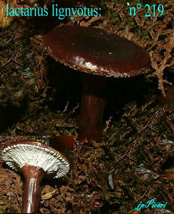 lactarius_lignyotus_n_219