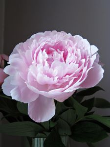 pivoines_mai_003