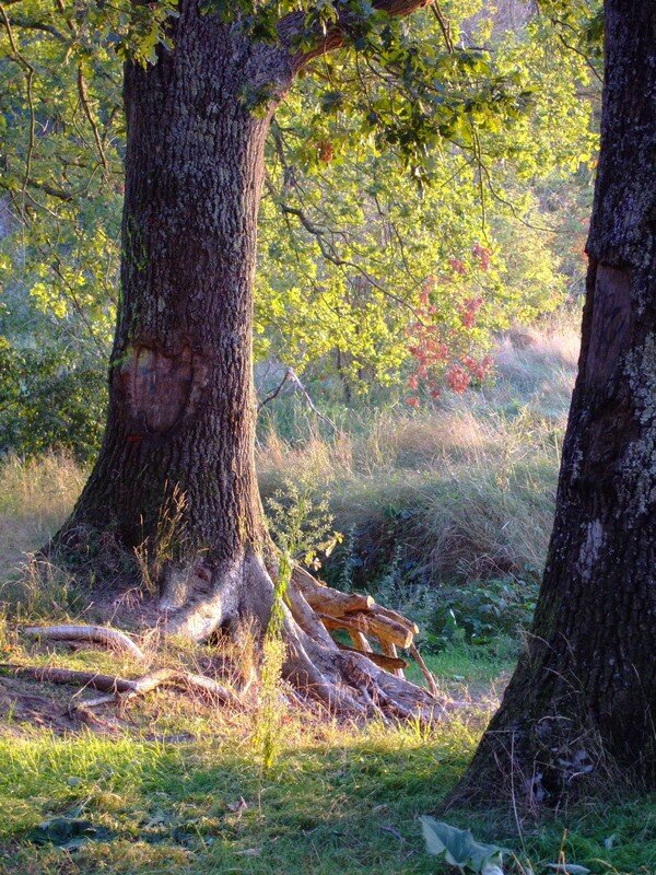 2006_0910Loire_La_Chauss_e0166