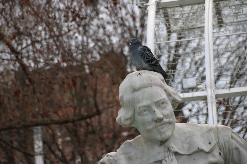 Pigeon perché sur la tête du poète Goudouli