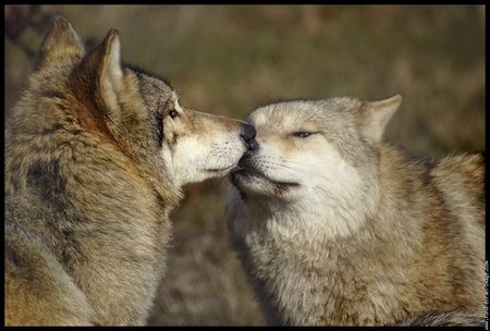 galerie_membre_loup__dsc3018