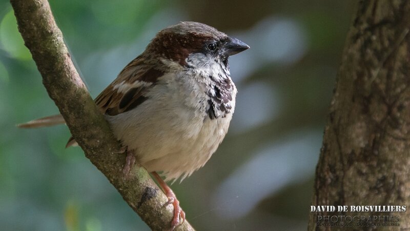 Moineau domestique (Passer domesticus) - Île Maurice