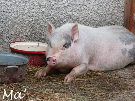 cochon_rose_121021
