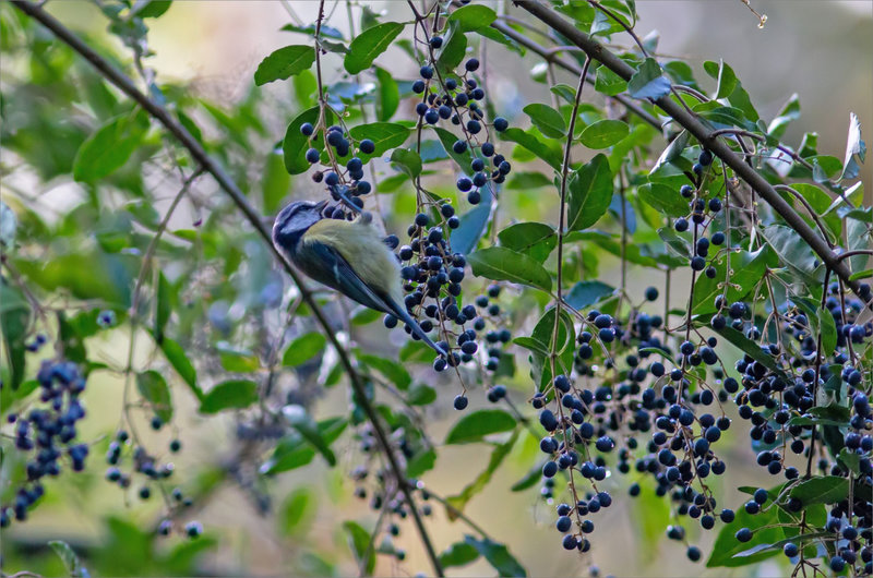 Oiseau mésange bleue mange graines 1 021122