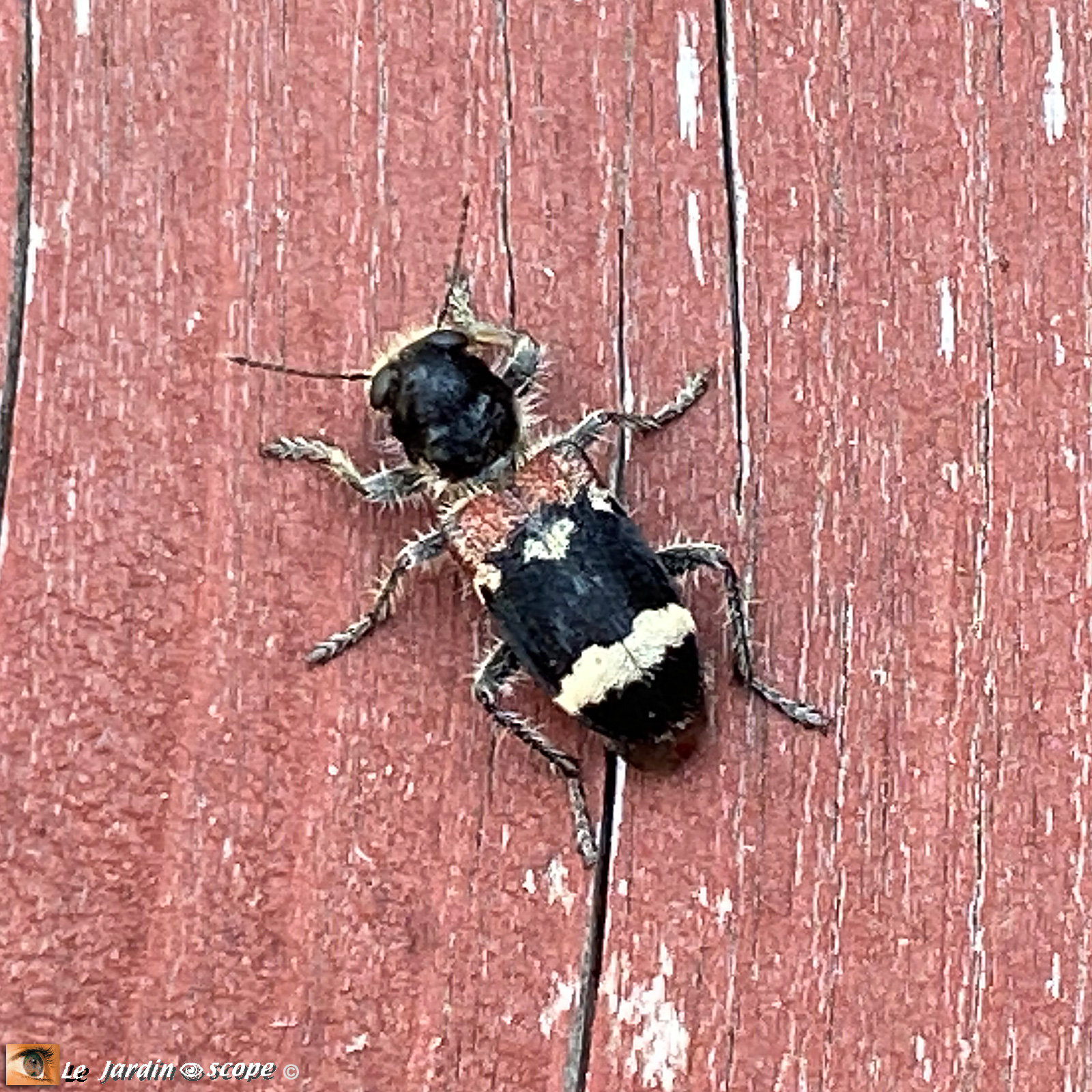 Un col opt re pr dateur de nombreux petits insectes Le