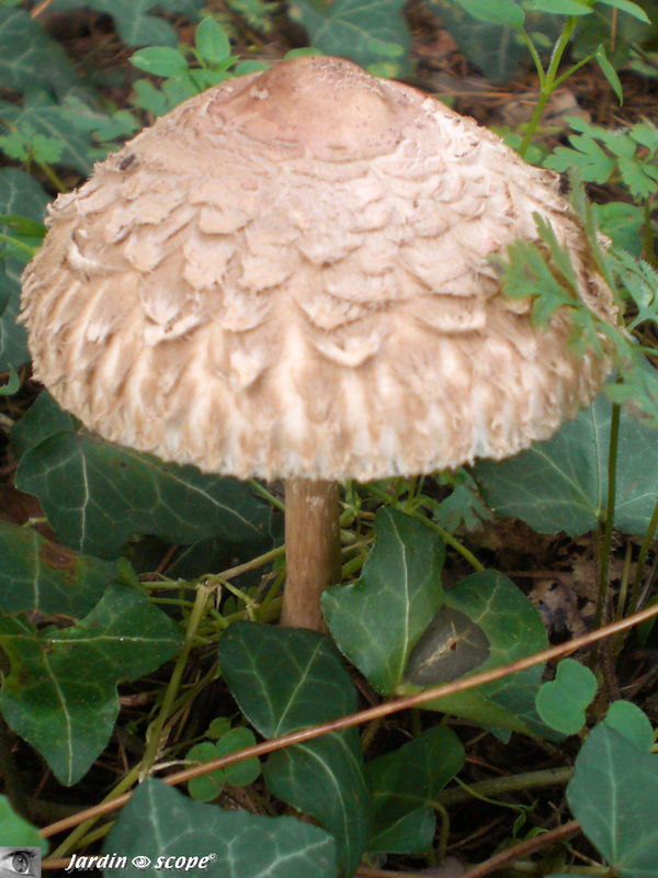 Lépiote élevée • Coulemelle • Macrolepiota procera • Agaricaceae