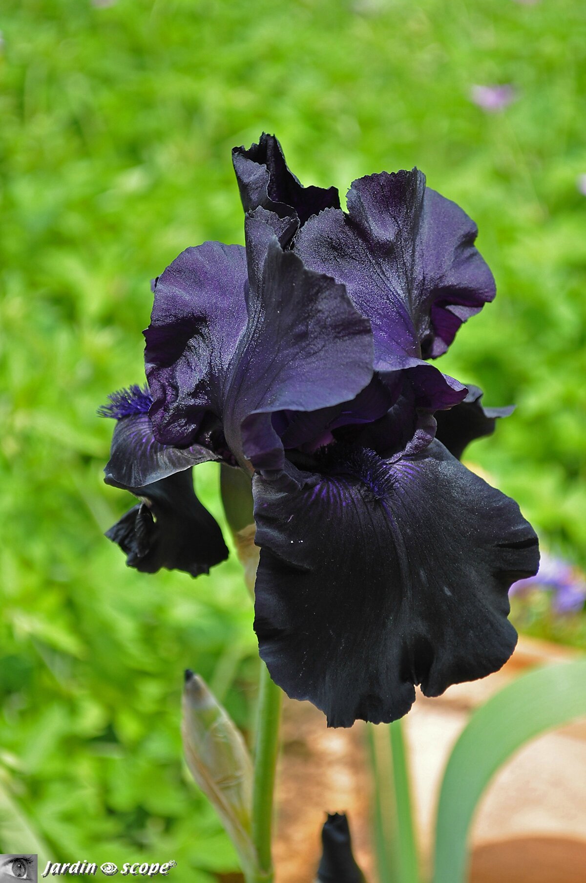 Iris Black Tie Affair 