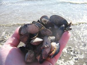 Moules_au_bleu_et_piment_de_la_p_che___pieds___l_Aiguillon_mer_009
