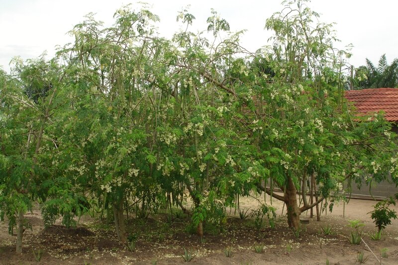 Moringa (2)