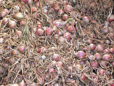 800px-Oignon_rosé_de_roscoffP1000686