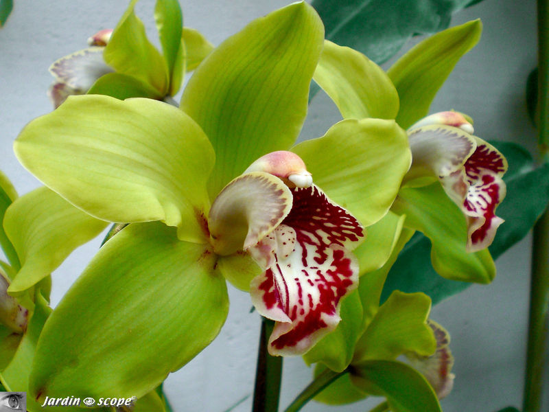 Exposition d'Orchidées 2009