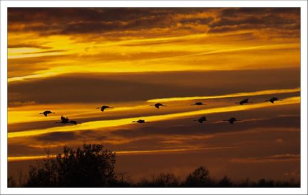 Montier lulu arivee grues 7 soir 181111