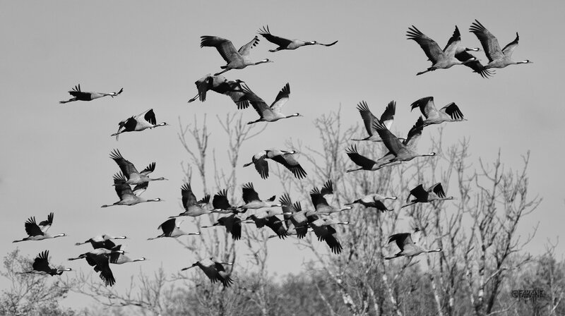 Envol de grues affolées