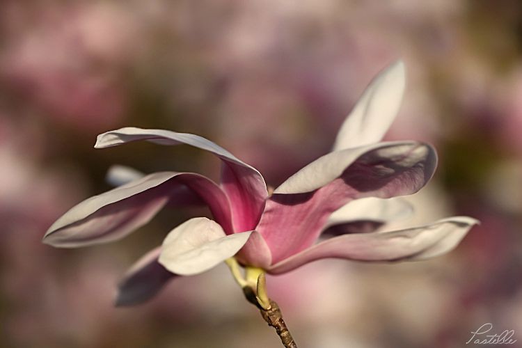 Magnolia_12 26 03_4167