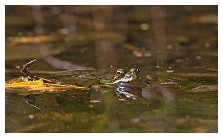 Galuchet_grenouille_couleurs_1_180410